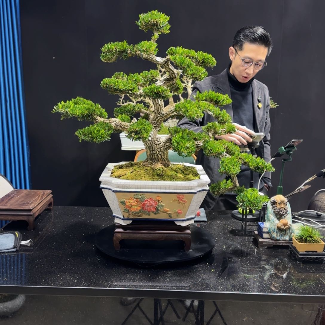 黄杨室内室外盆景艺术