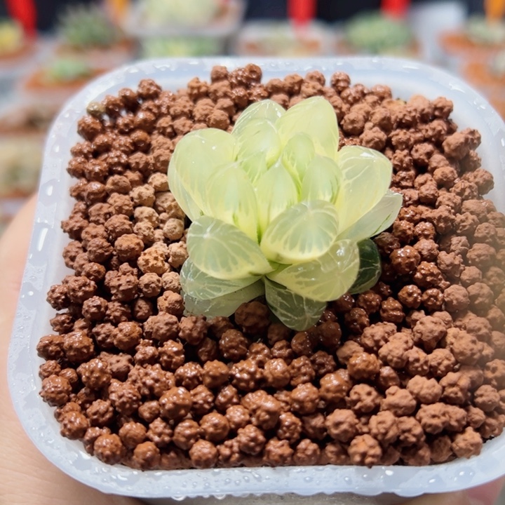 十二卷多肉水晶玉露