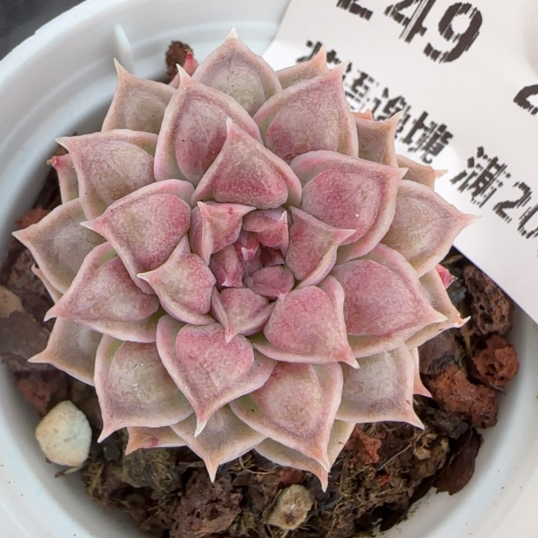 花语逸镜0206-249