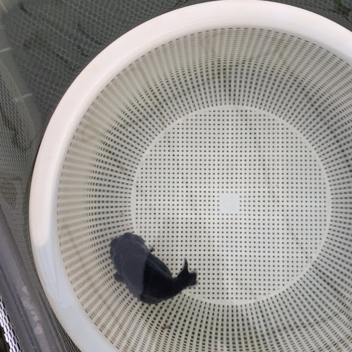 金鱼中原新隆观赏鱼