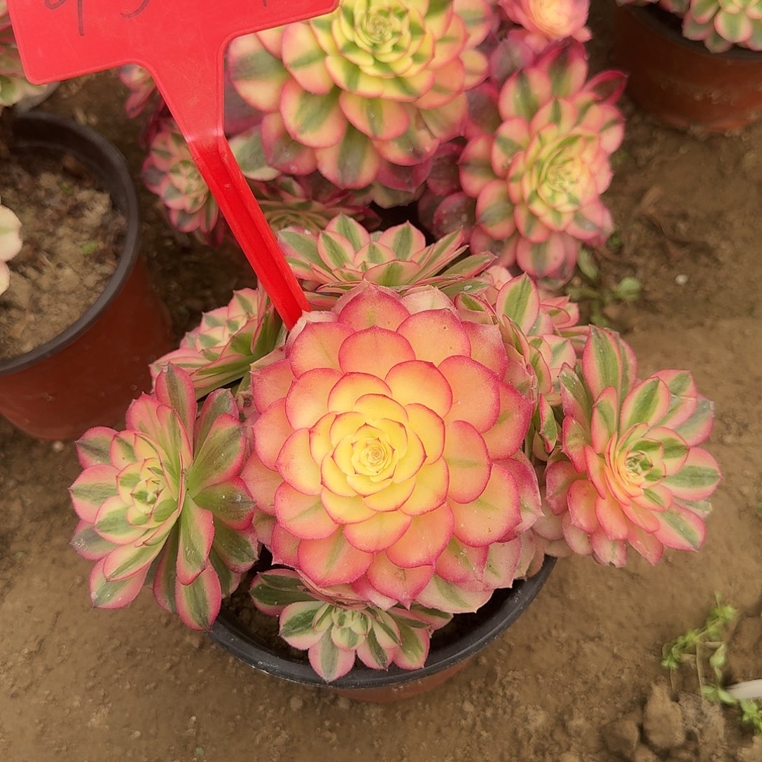 4577倾城多肉法师