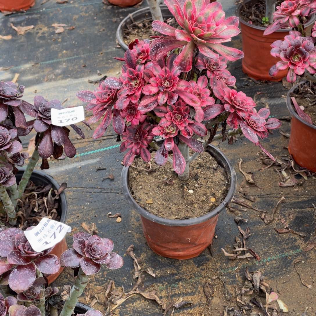 173香奈儿法师多肉断枝不包