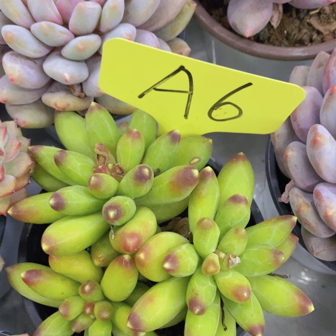 今天开心，精品多肉，一物一拍