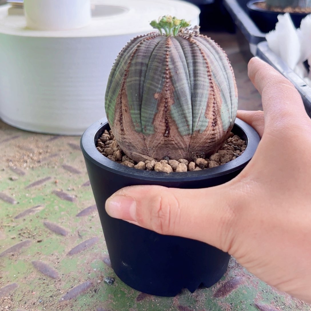 十**…布纹wwwwwwwwwwwwww