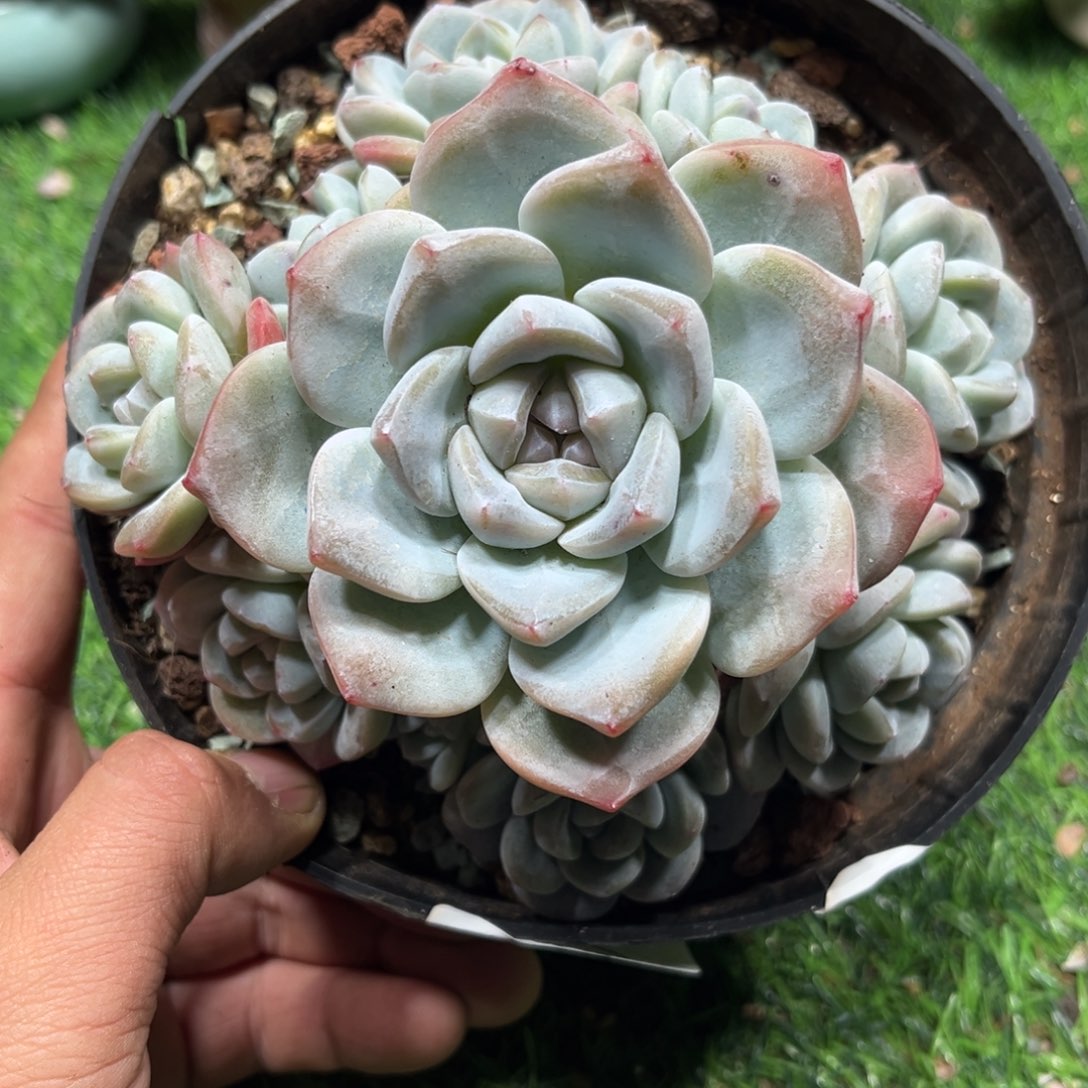 晨星专拍冰玉手捧寄养