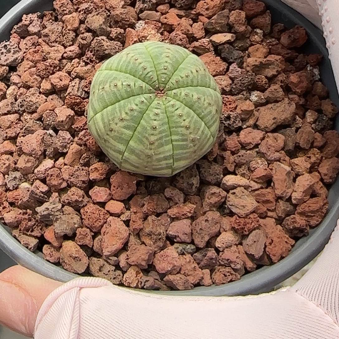 布纹球 多肉植物