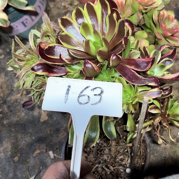 小**?多肉植物组合3个