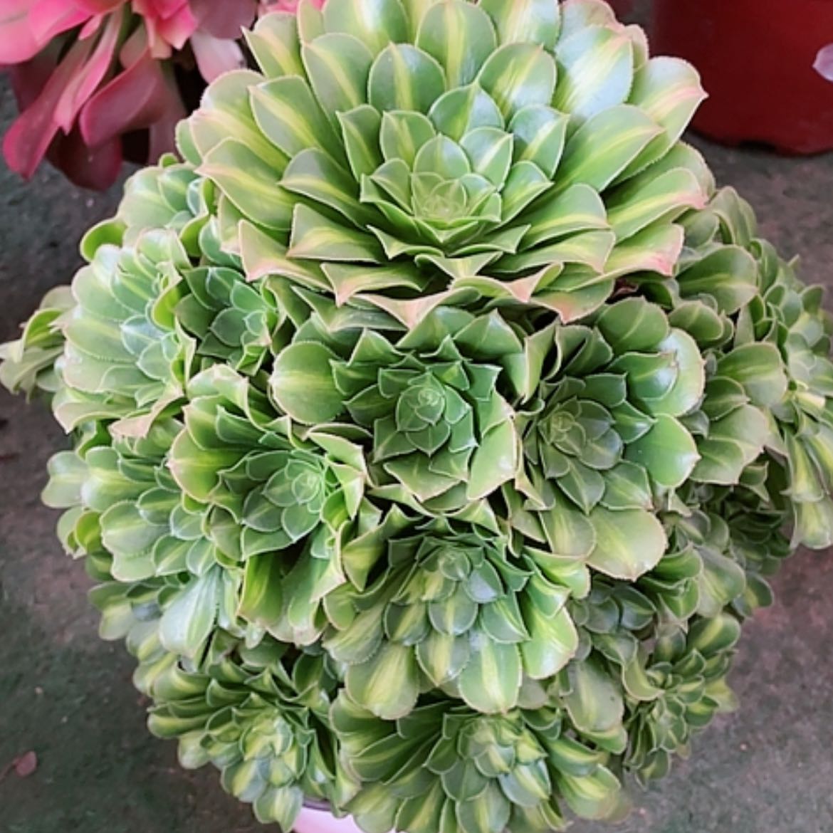 【闪购商品】法师好看也好，养翡翠琉璃