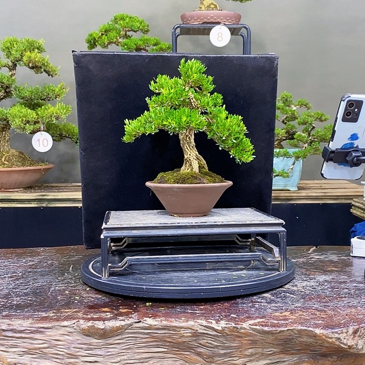 无花朵M黄杨四季常青