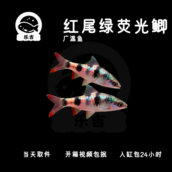 【红尾绿荧光鲫】小型热带淡水原生观赏鱼群游活体鱼皮实耐活