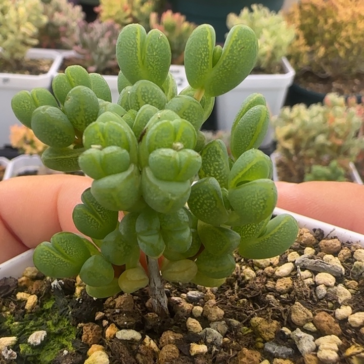 330-元宝植物枝干