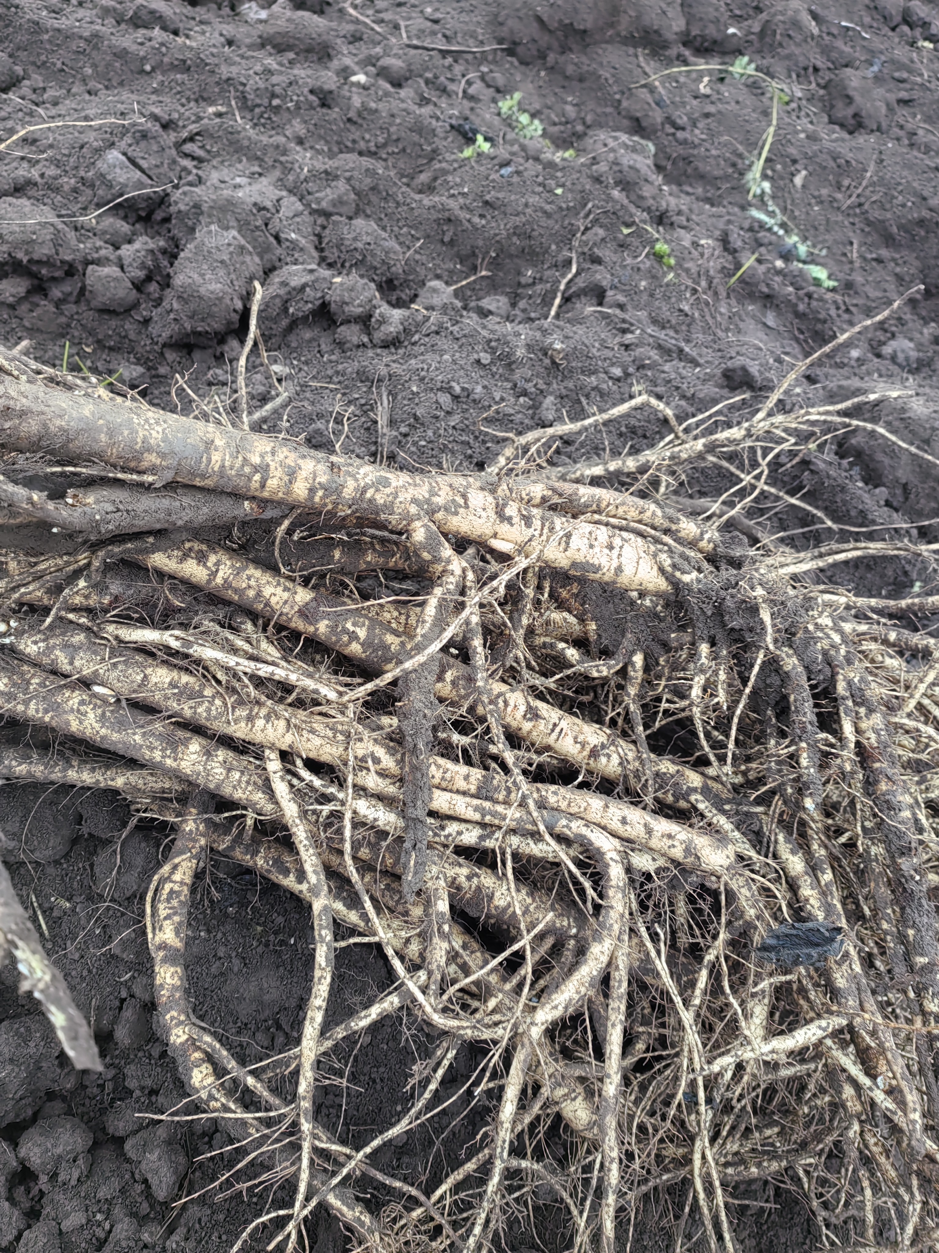 甘肃新鲜现挖黄芪可煲汤泡酒滋补养生