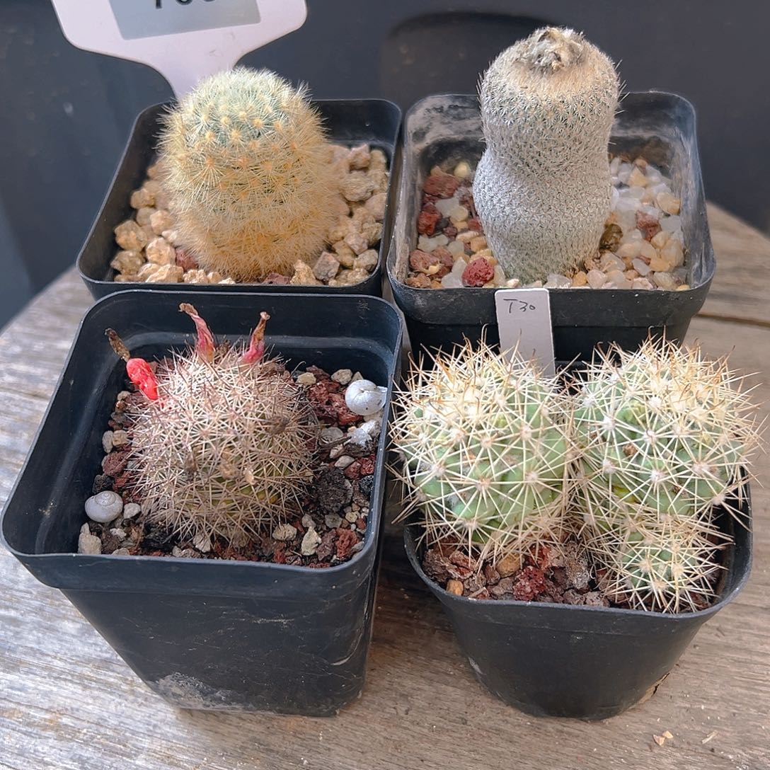 7663四盆实生搬迁清棚福利裸根发