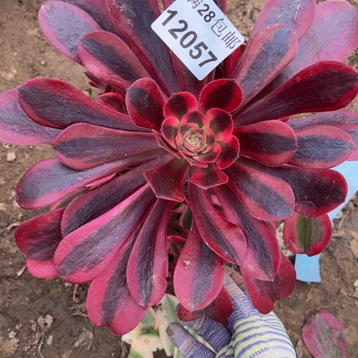 12057美杜莎多肉植物