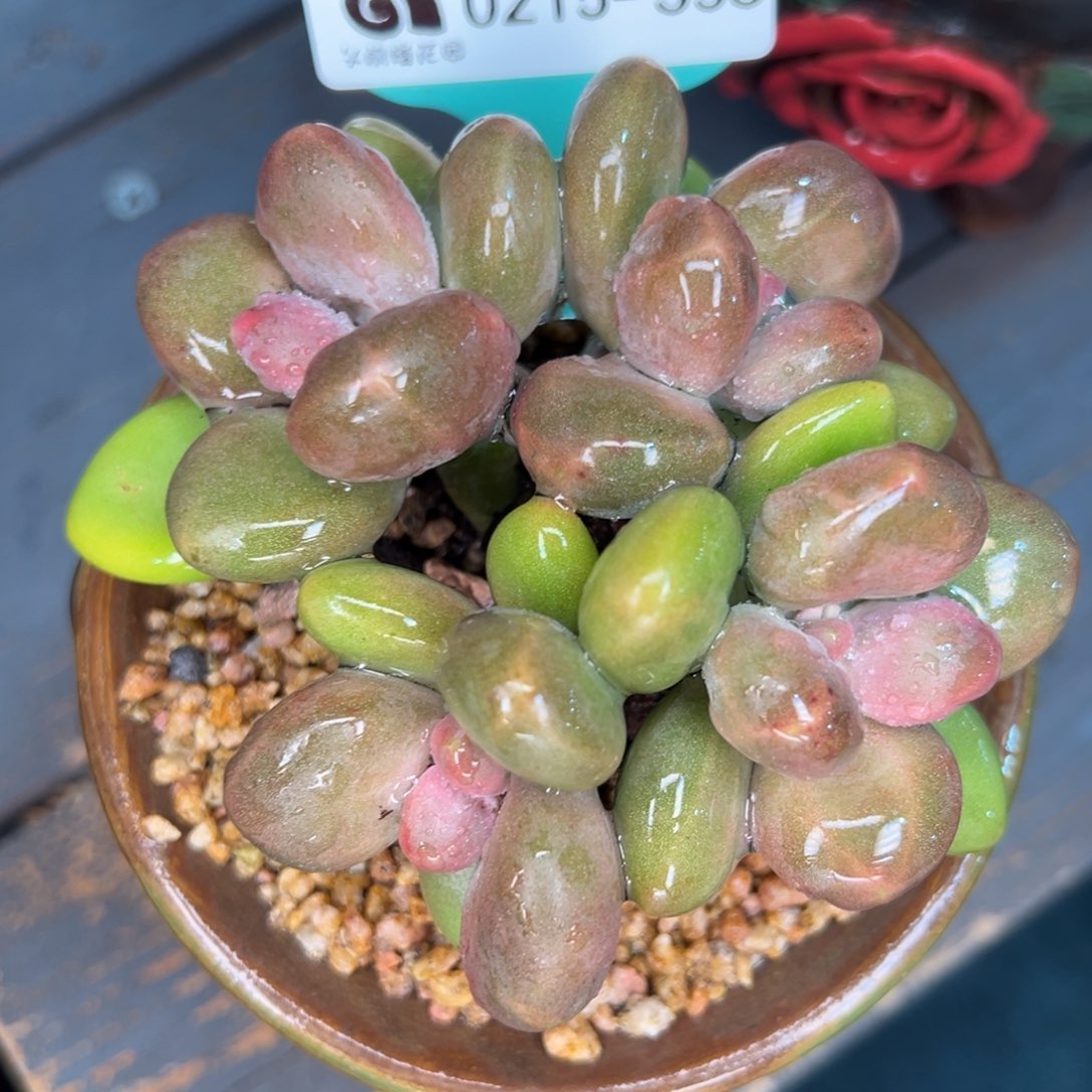 从前慢多肉精选编号0215.353