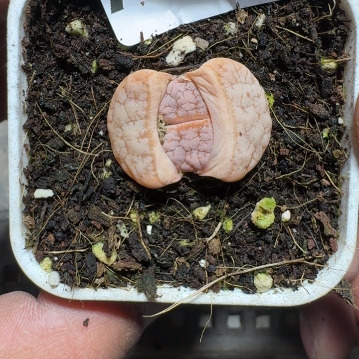 223 多肉植物多肉植物