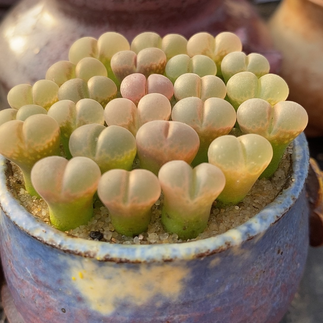 c10杂鲑鱼粉5颗。   