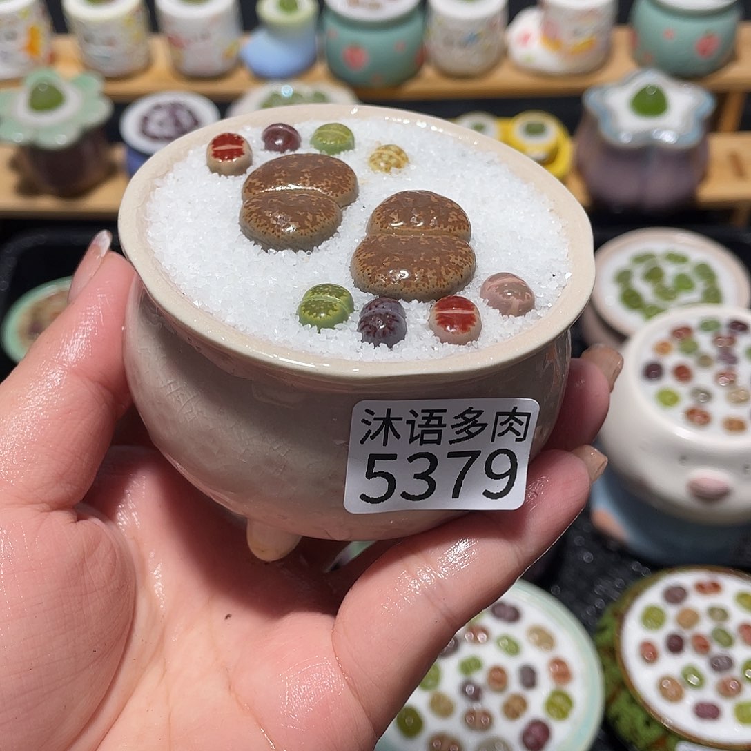 带盆土植物 一物一拍5379