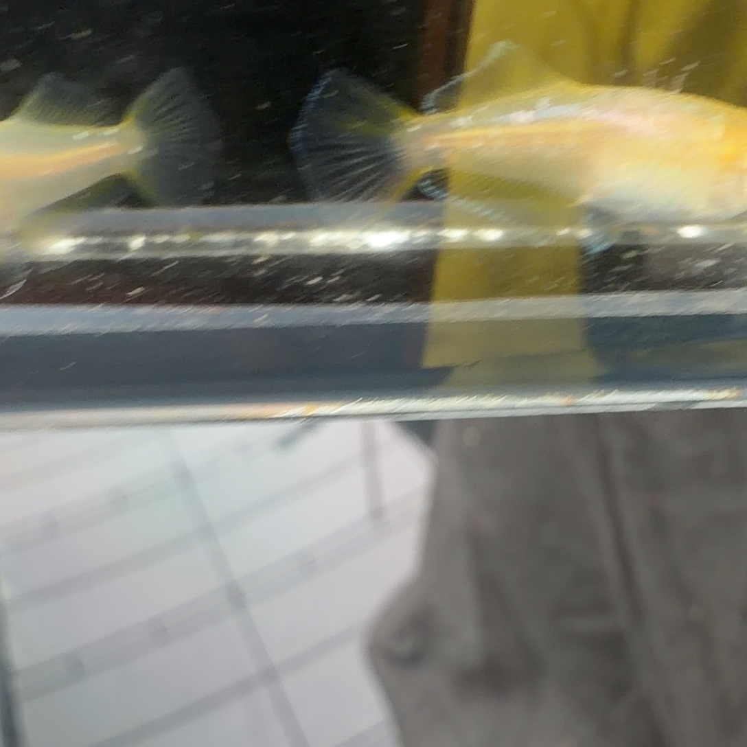 青鳉鱼观背青鳉34