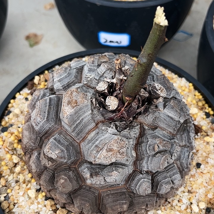 潮流植物精品黑皮大龟，