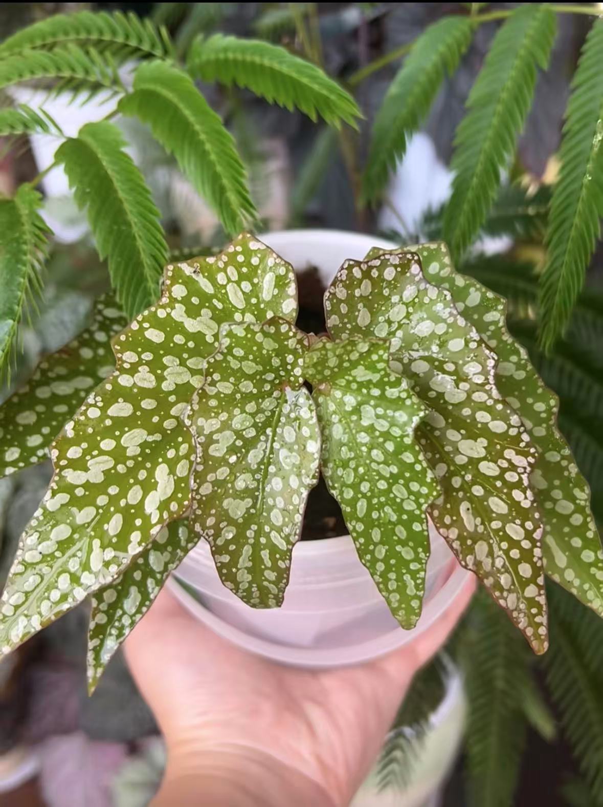 星 秋海棠室内盆栽耐阴好养易活观赏绿植适合书房客厅