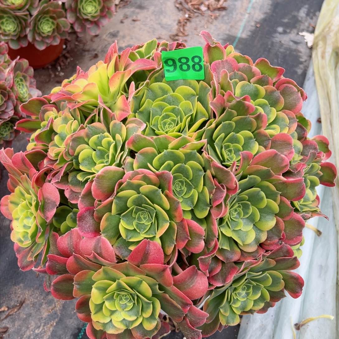 988炫彩法师多肉植物