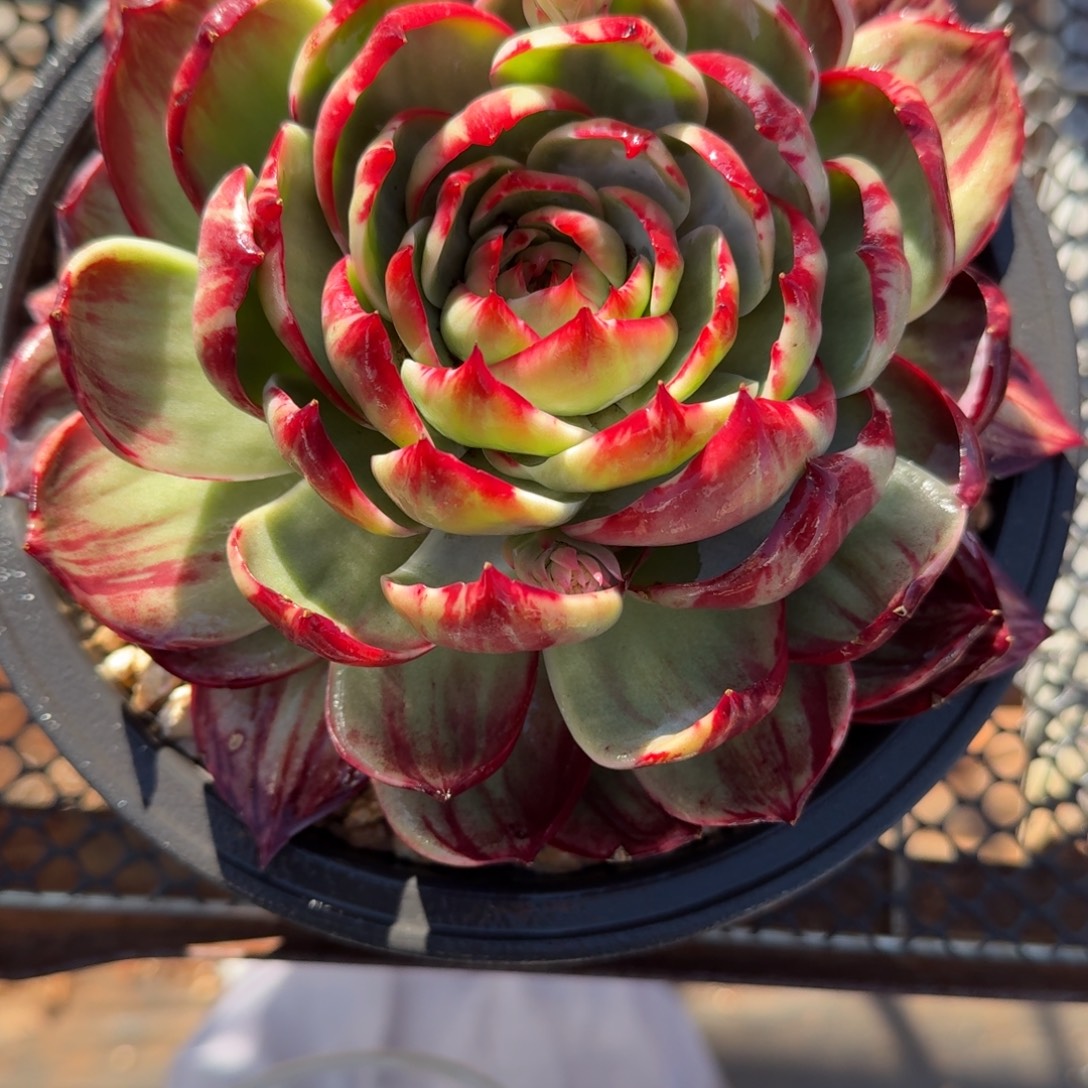 蚂***乐无花朵肉肉肉肉肉肉肉肉