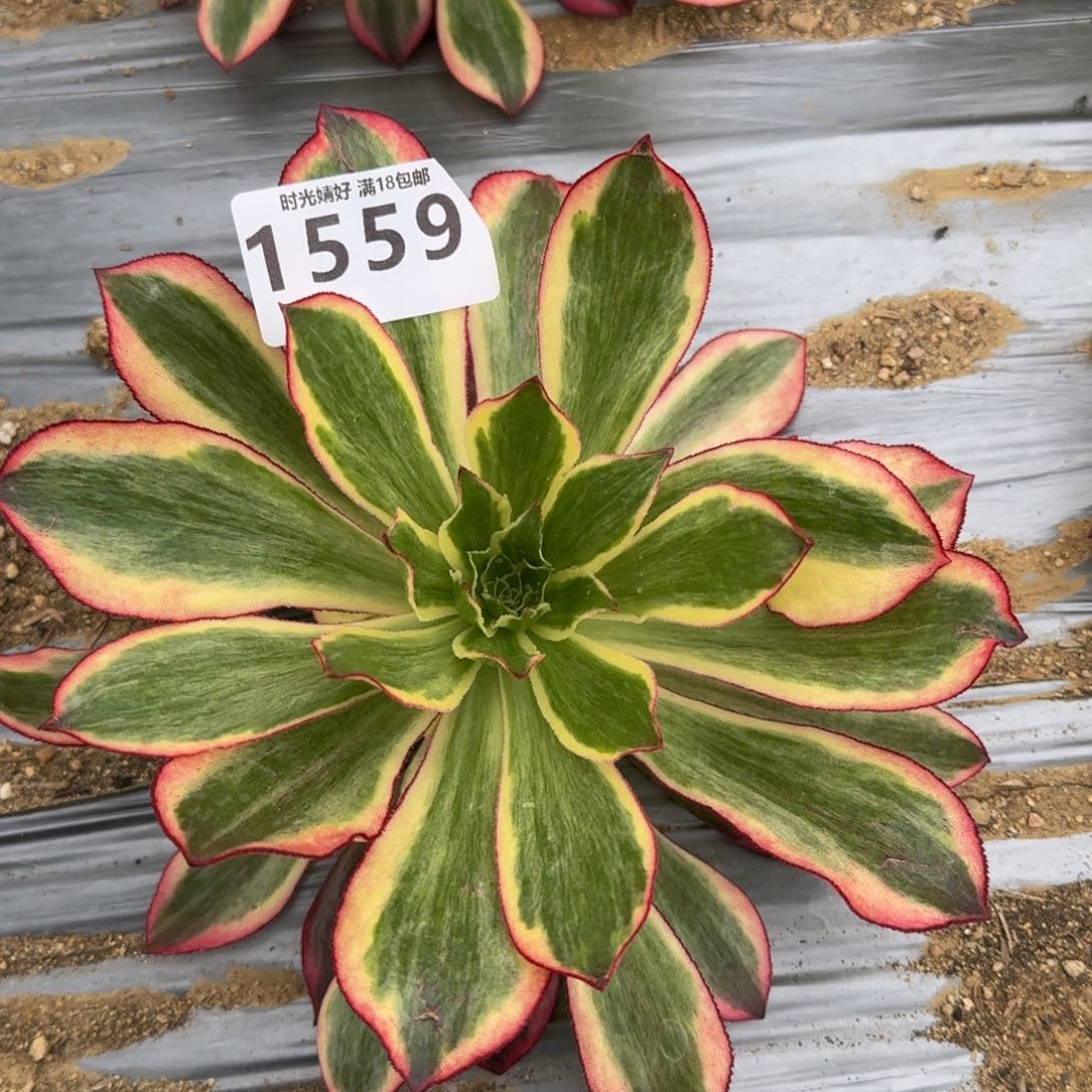 1559魅影多肉植物