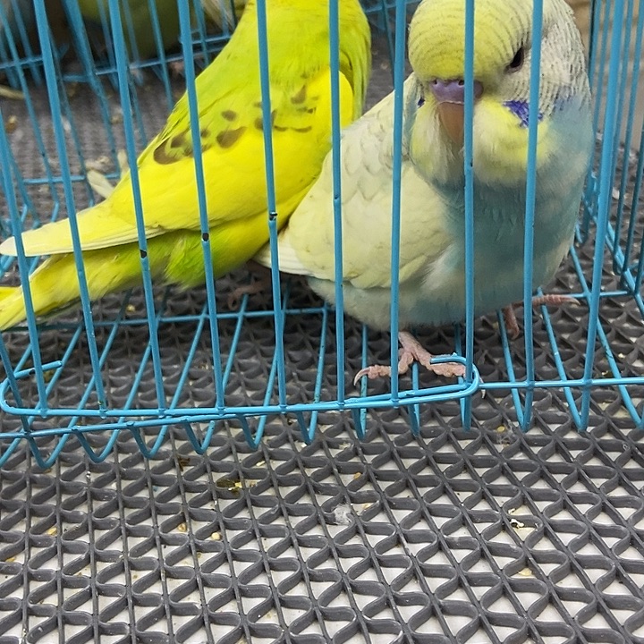 永***8虎皮鹦鹉虎皮鹦鹉