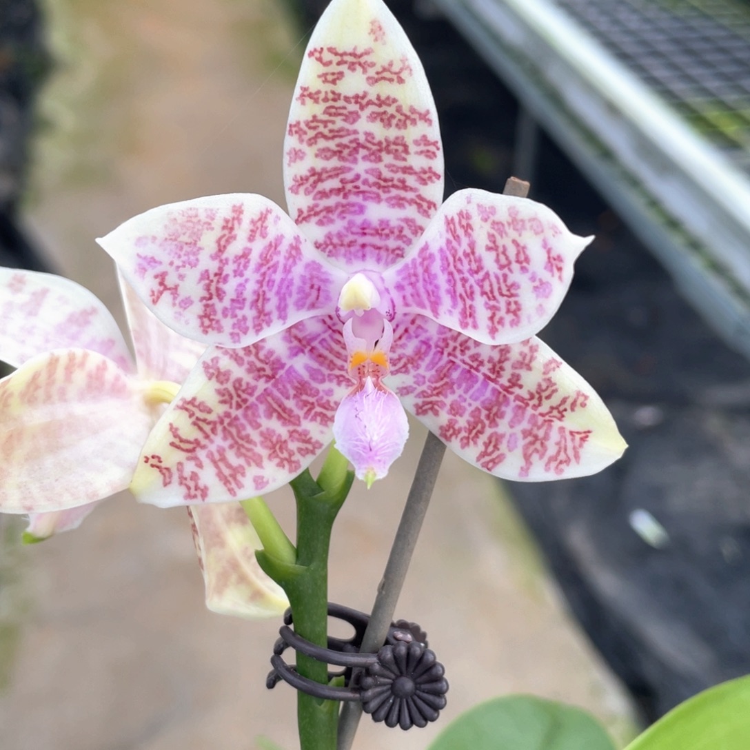 完全开放【象形文字】4寸