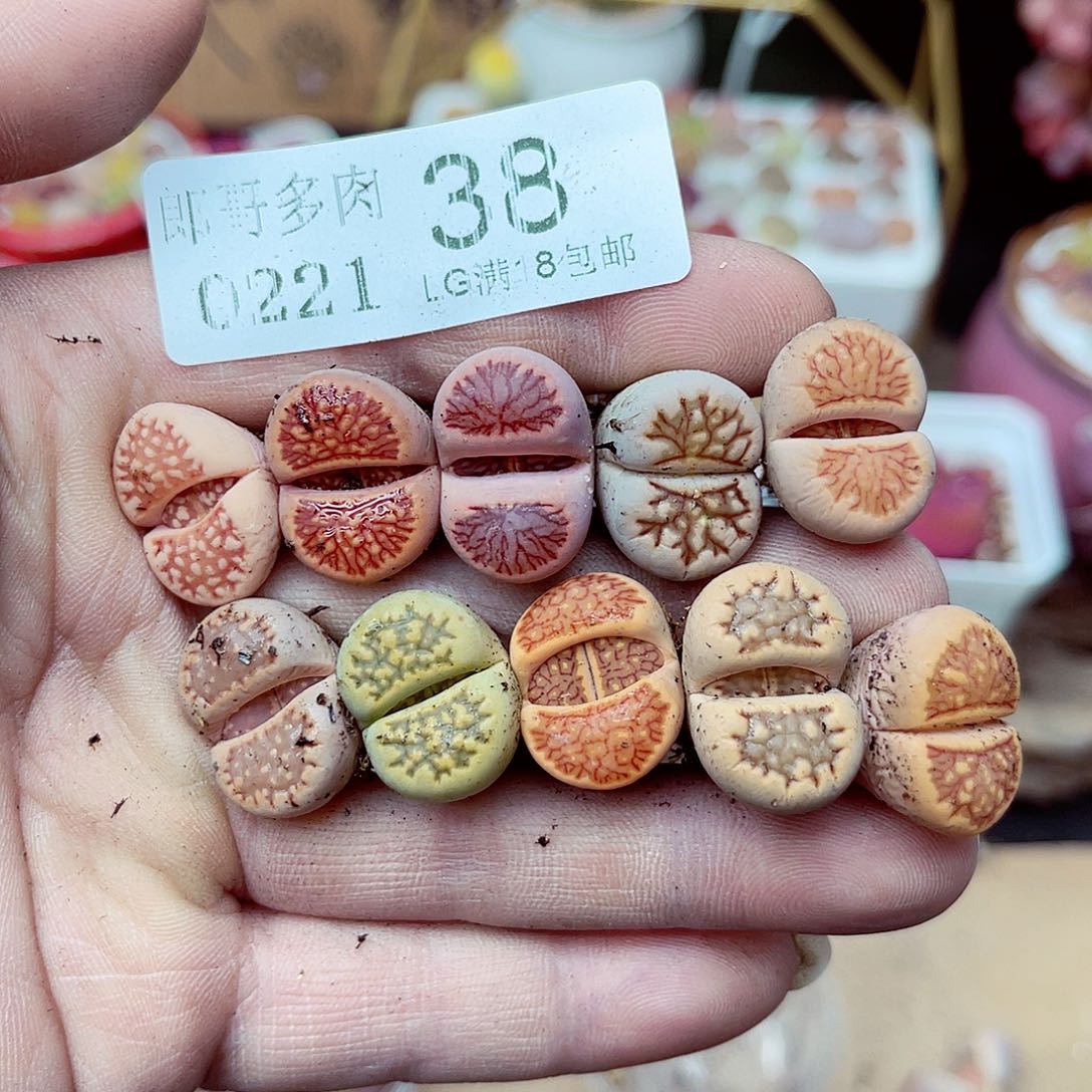 郎哥多肉生石花21-38