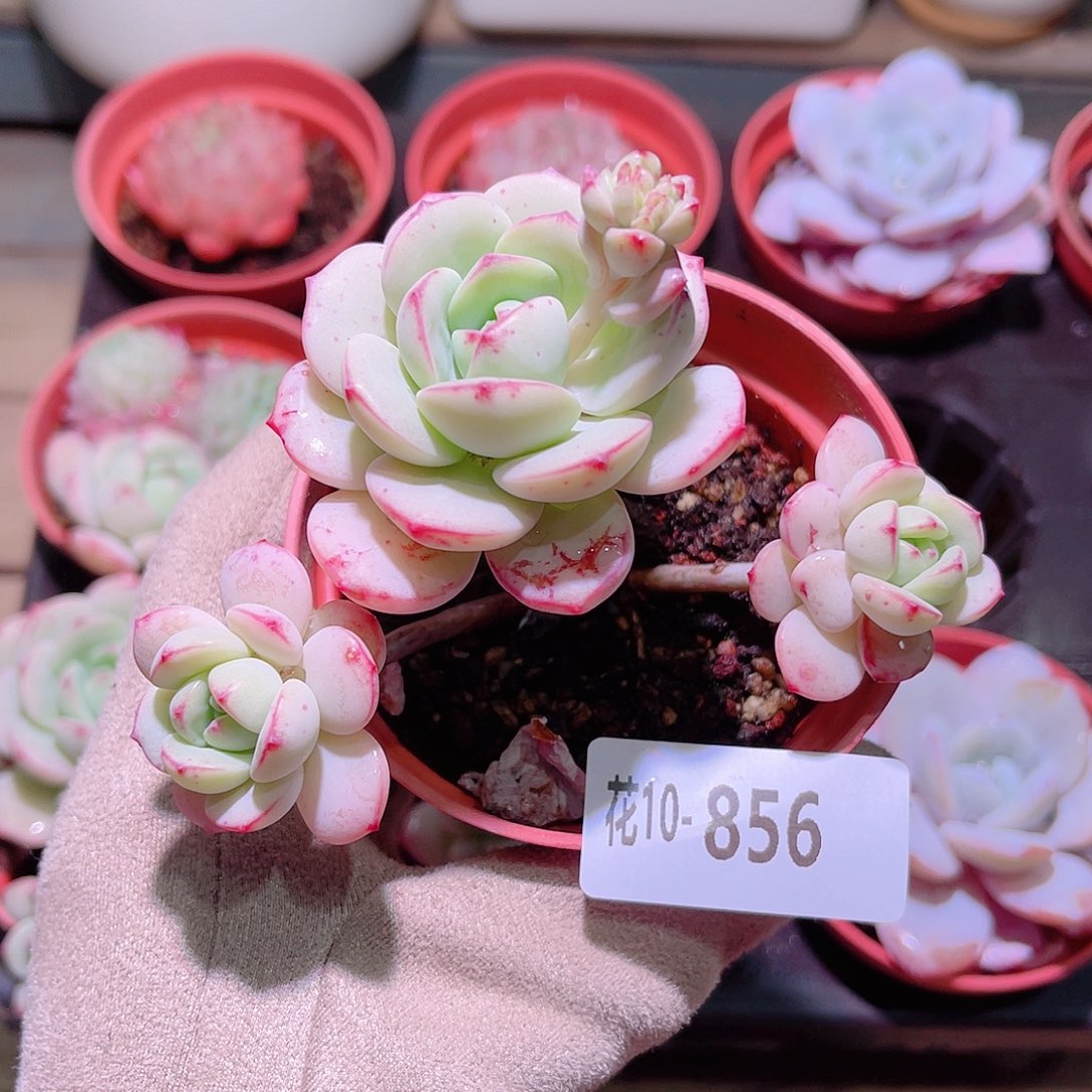 花利美10-856香草