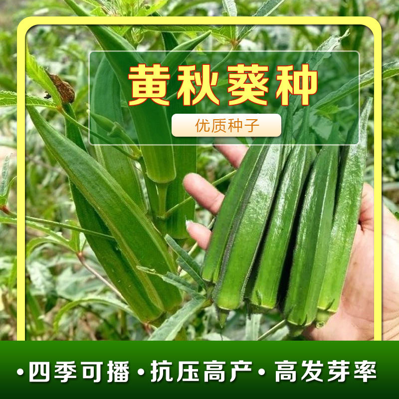 黄秋葵蔬菜种子红秋葵种籽春秋播种高产耐热耐旱阳台盆栽大田种孑