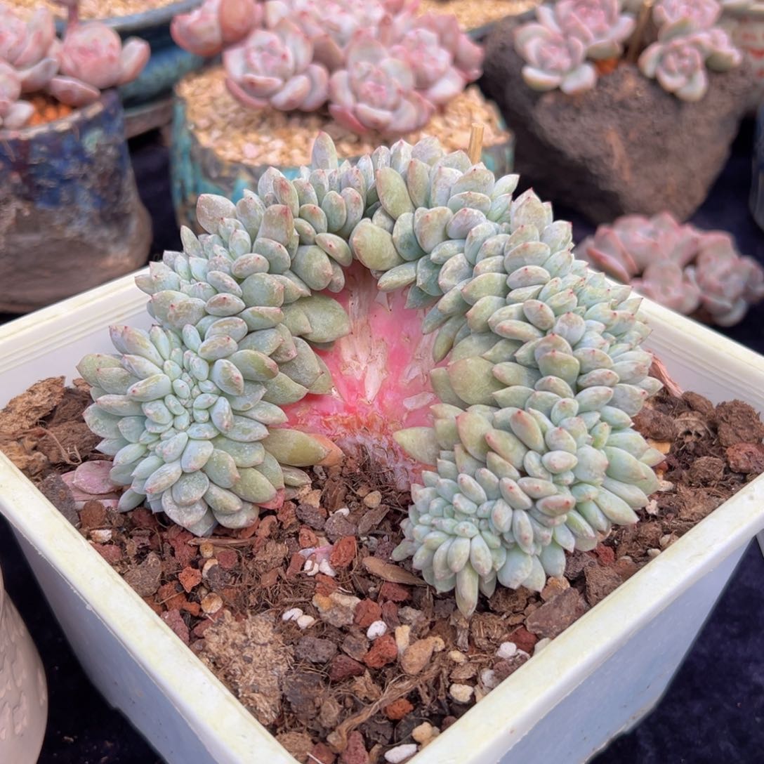 新年快乐 新年快乐