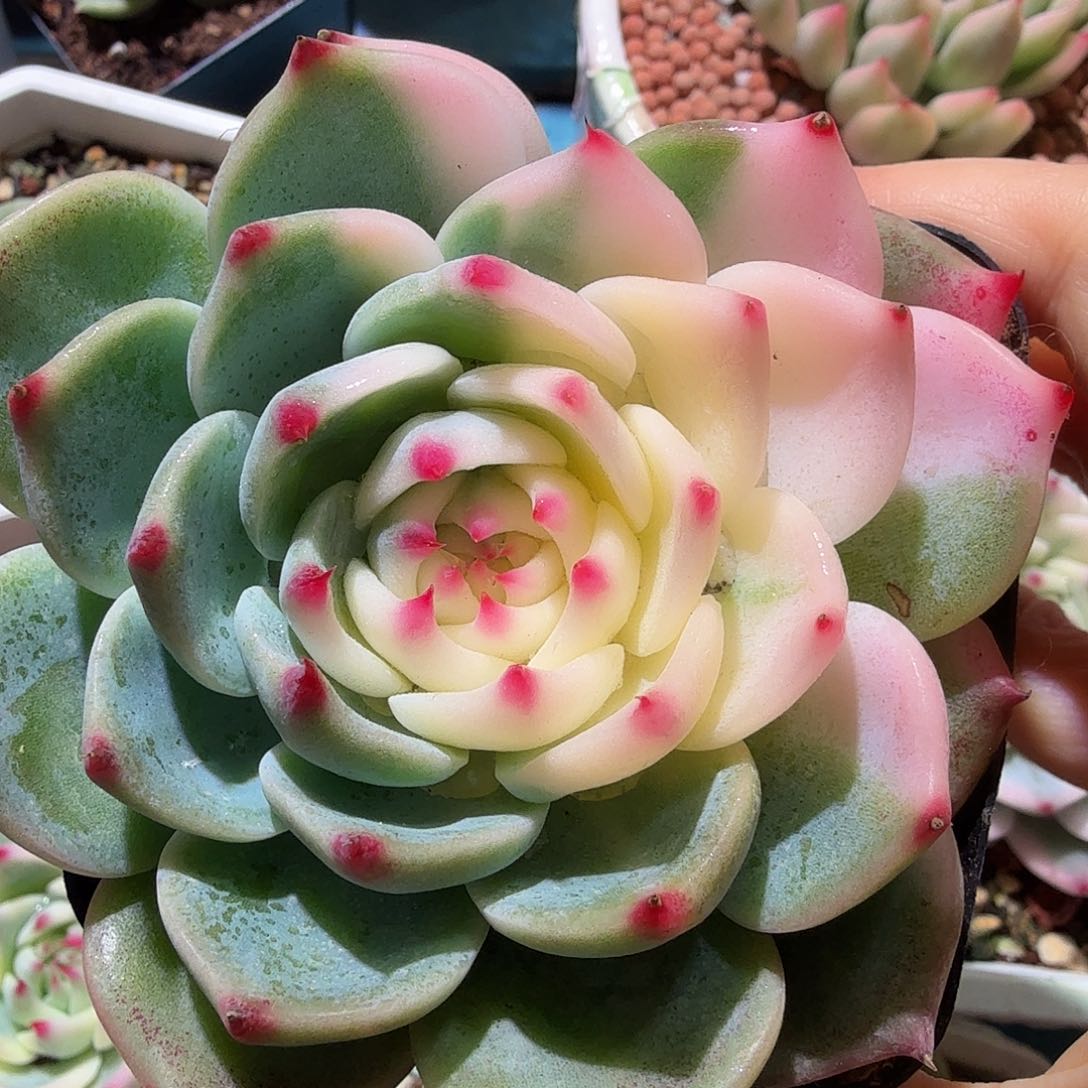 吉娃娃锦，多肉植物