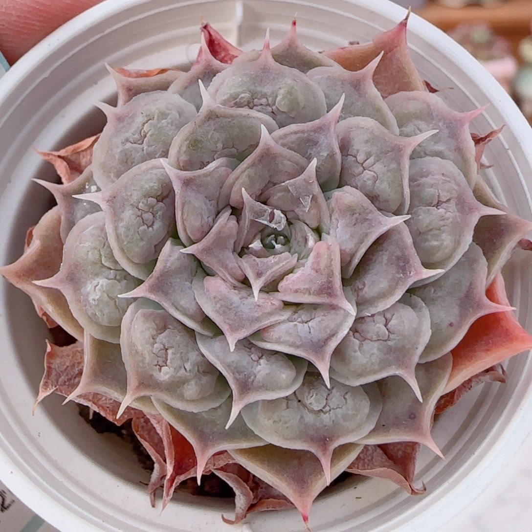 花语多肉1204-319