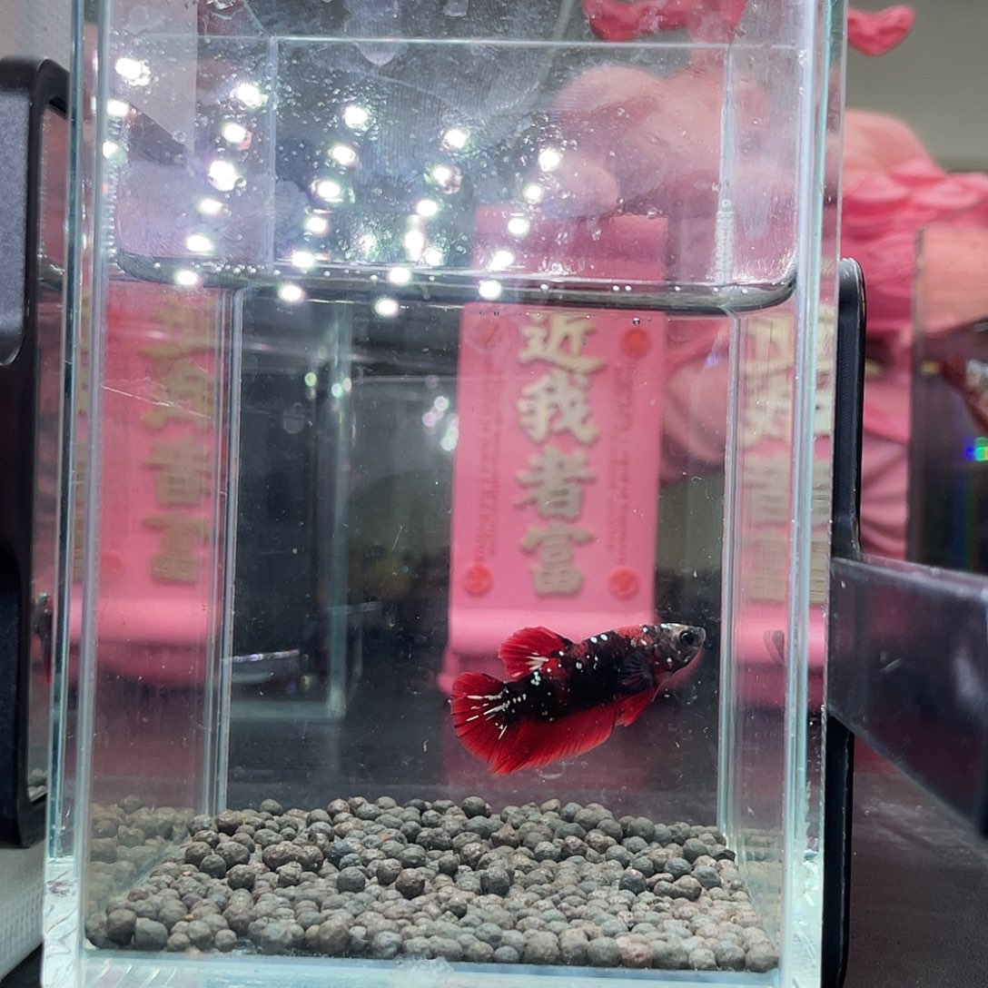 斗鱼830晚65号暗黑