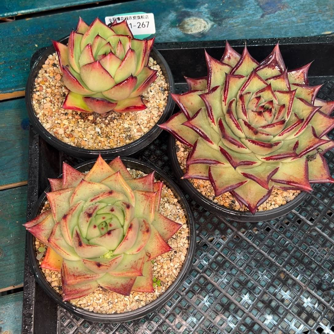 从前慢多肉精选编号0121.267