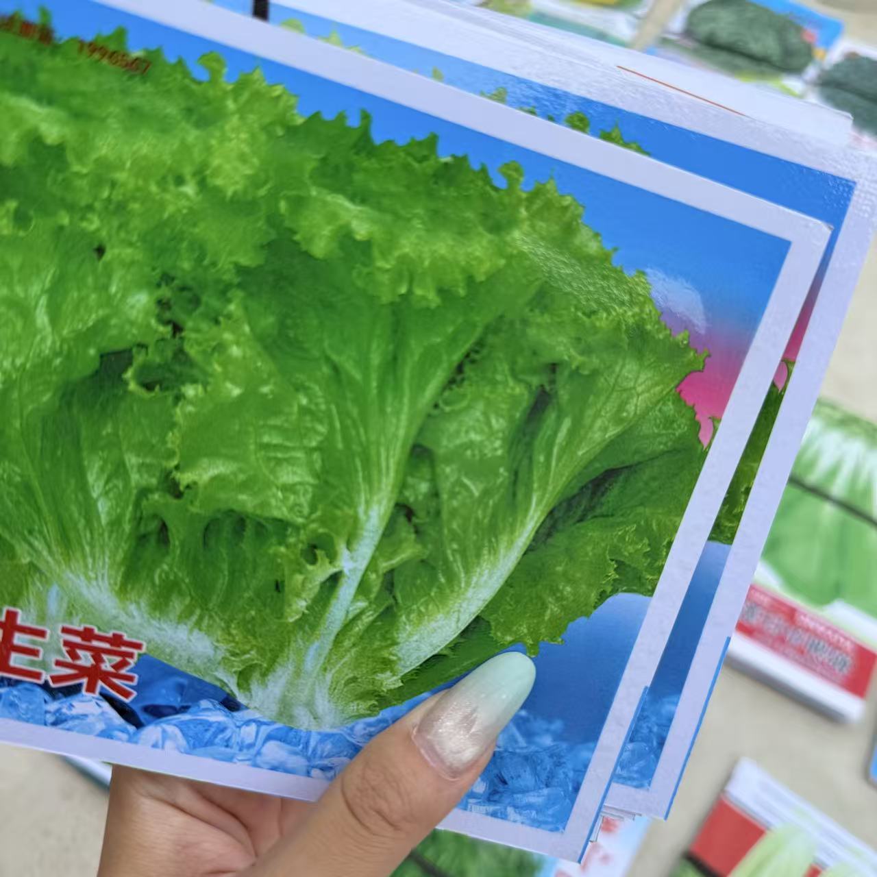 【张大庆专属】农产品生菜