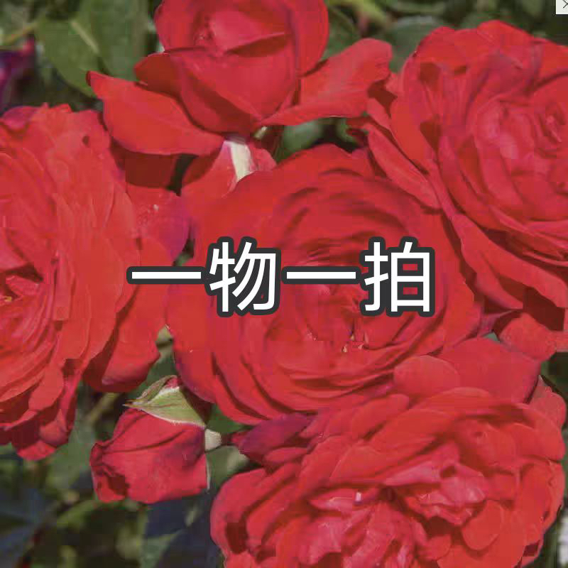 月季月季花扦插小苗原盆原土一物一拍，浓香大花阳台庭院均可种植