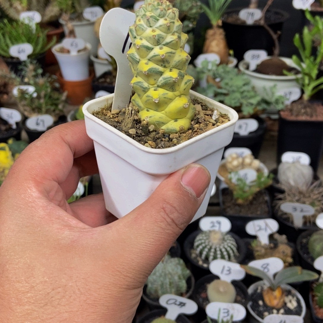 将军阁锦一物一拍