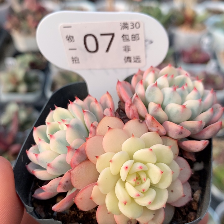 三头姬莲锦。  07。     