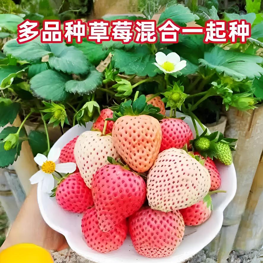 草莓种籽子奶油四季播种结果盆栽苗室内外易活花卉水果草莓花种子
