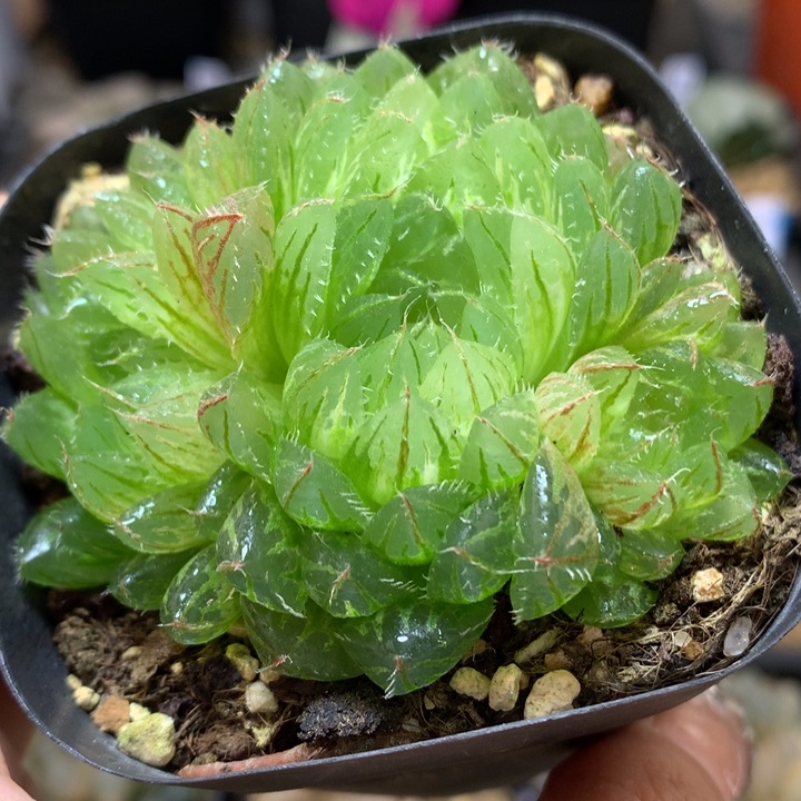 翠云玉露锦带盆土发货