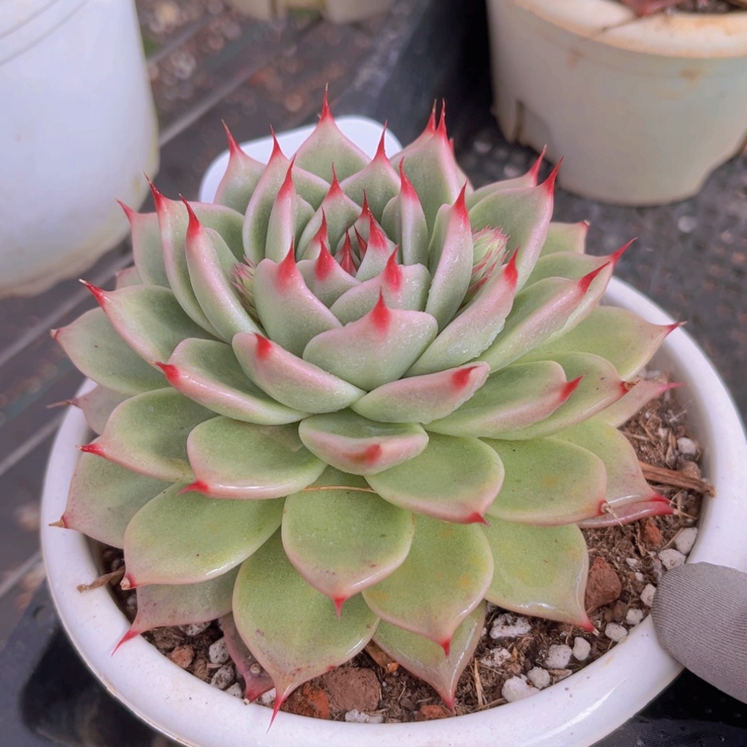 托斯卡11公分99999999999