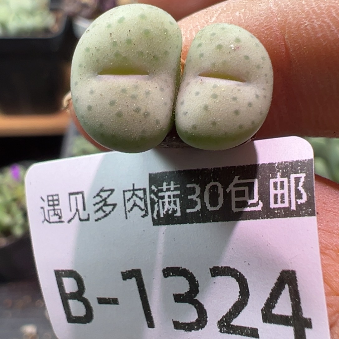 w***e多肉植物1111111111111