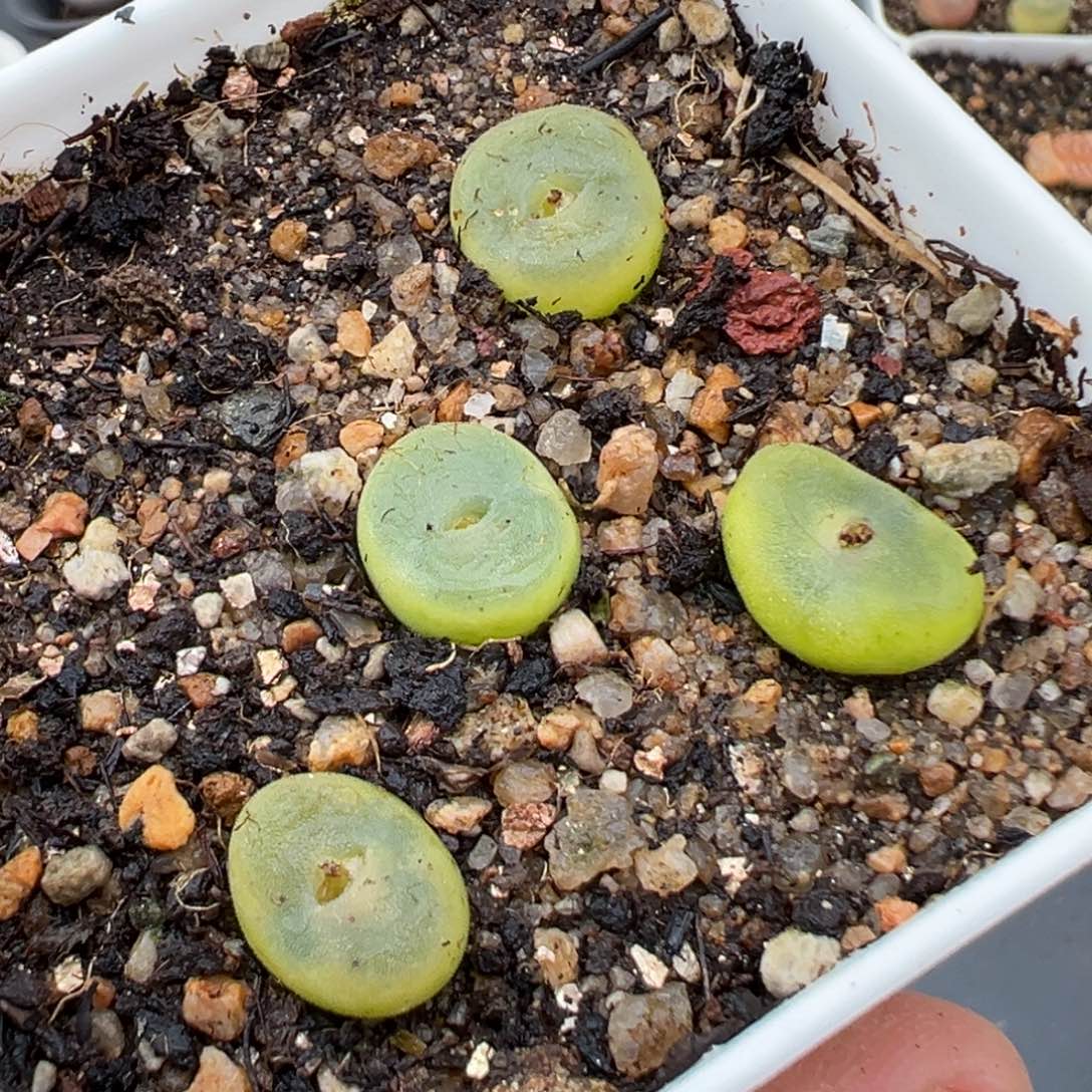 2.4好看的多肉513