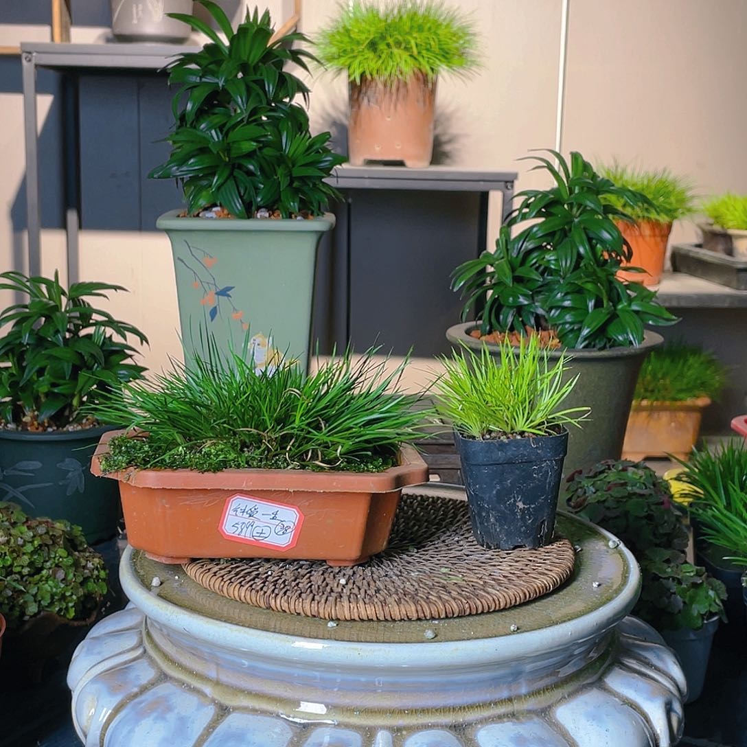 【闪购商品】不开花植物