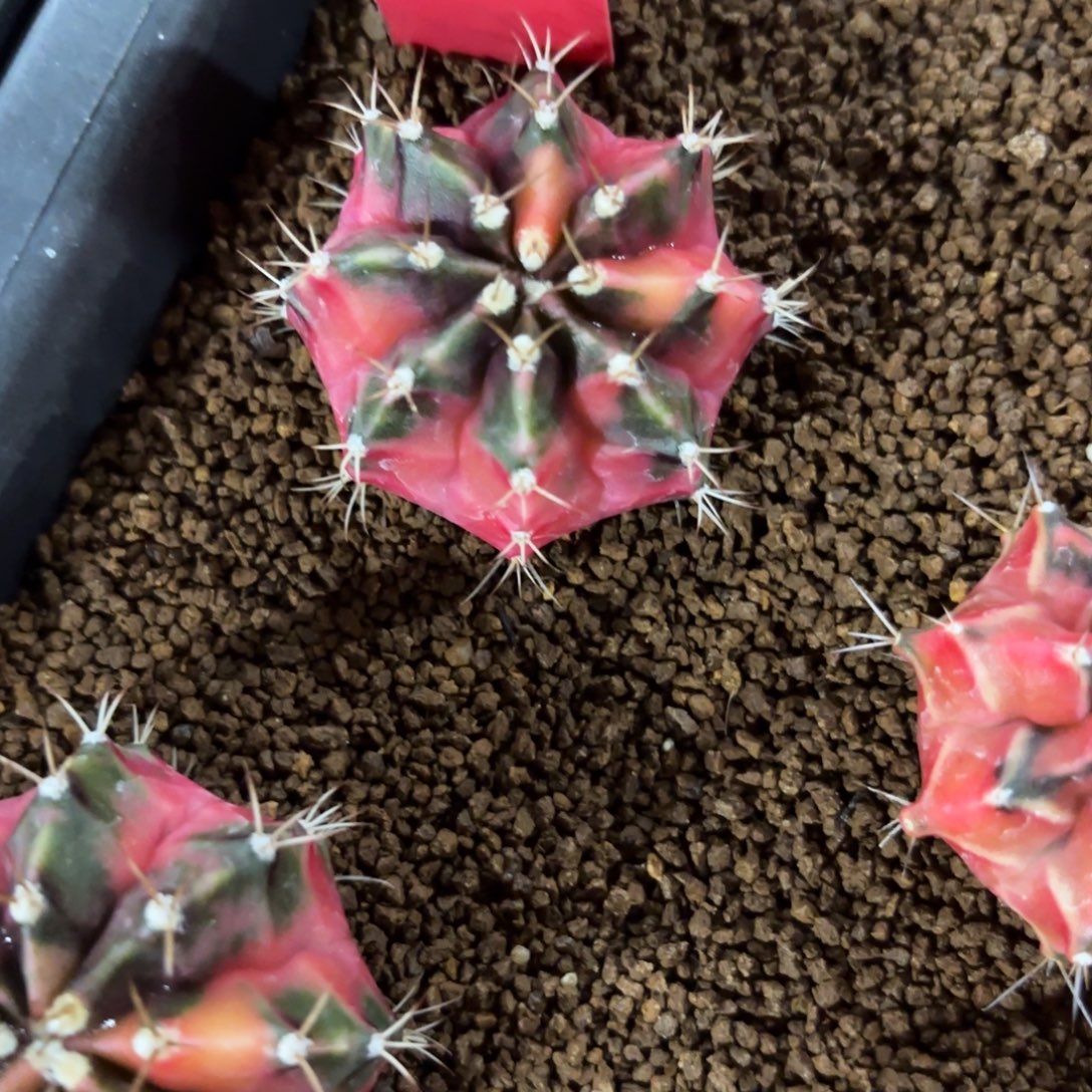 111-1219泰国发货多肉