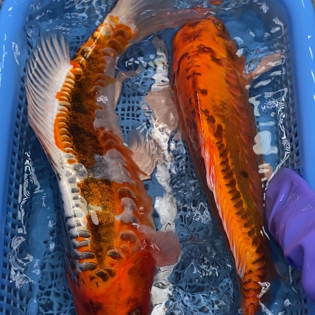 锦鲤冷水锦鲤包邮